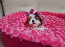 Shitzu  Shih Tzu  Shihtzu Mini 350 Pureza Garantizada