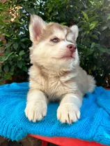 Husky Siberiano- Macho Wooly 