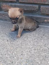 Perros Mini Pincher Mascotas Rionegro Medellín Bogota