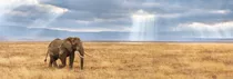 Elefante Sabana Panorama Rompecabezas 1000 Pz Clementoni
