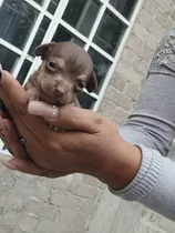 Hermosos Chihuahuas 