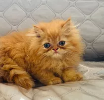 Gatito Persa Rojo Extremo Tipo Garfield 