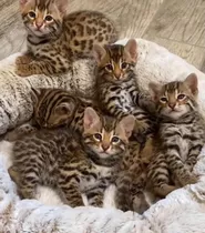 Filhotes De Gato Bengal