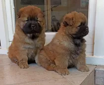 Chow Chow 