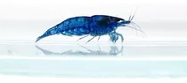 Gambas Azul Neocarina Blue X 3