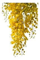 Árbol De Lluvia De Oro 2 M De Altura En Floración