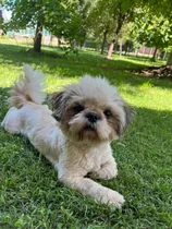 Macho Shih Tzu Para Cruza