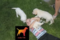 Cachorros Labrador 100% Puros Con Libreta Real