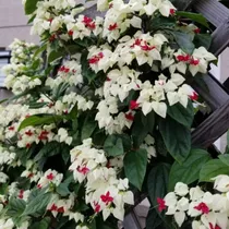 Bandera ( Planta ) Clerodendrum Thomsoniae  1 M Por Pieza 