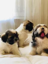 Bellos Cachorros Shih-tzu 