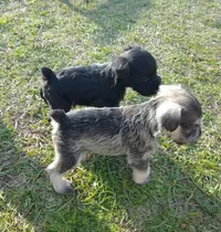 Schnauzer Sal Pimienta   Cada Uno En 180