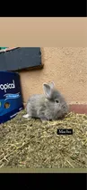 Conejos Cabeza De León Enanos