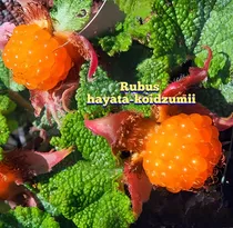 Frambuesa Exotica- Rubus Hayata-koidzumii +semillas A Elegir