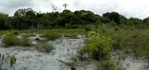 Fazenda / Sitio No Baixo Sul Da Bahia Para Investidor 10 Hectares Com Mata Atlântica, Localizada Na Ilha Do Timbuca Ba Proximo Ao Povoado De Pescadores Portinho.  