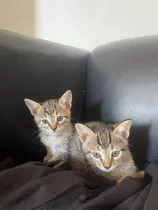 Regalo Gatitos 2 Meses Se Retiran Por Wilde