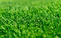 100.000/ Grama Geon Zoysia Green E Grass Golf  Japonesa 