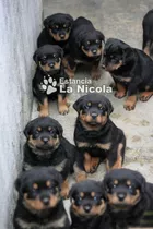 Cachorro Rottweiler  00