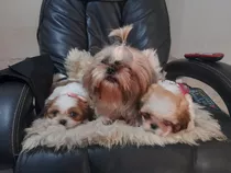 Hermosas Cachorras Shit Shut. 3 Meses