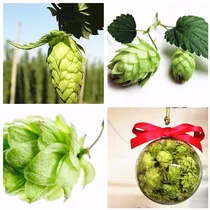 Lupulo Sementes Trepadeira Cerveja Humulus Lupulus P/ Mudas