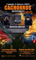 Cachorros Rottweiler Ambos Padres Campeones