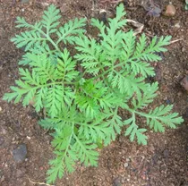 Artemisa Annua Organica Planta De Vivero 10 Cm