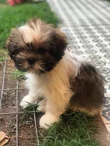 Camada Machos Shih-tzu Muy Peludos Y Vacunados