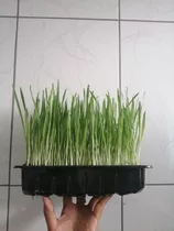 Hierba Gatera  Catgrass  Pasto Para Gatos 