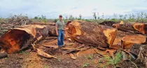 Venta De Madera Teca, Mascarey Y Saman, Clavellin, Guayacan 