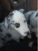 Cachorros Border Collie Criados En El Campo!!! 