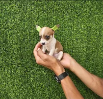 Chihuahua Súper Pequeños