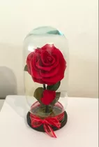 Rosa Eterna Premium ( Color ) Forever Bloom Color Rojo