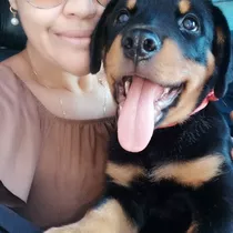 Canilcitypet Filhotes De Rottweiler Padrão Cabeção D Touro 