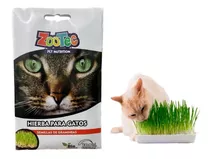 Semillas Hierba Gatos Graminea Pasto Zootec