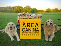 Golden Pureza Garantizada - Area Canina Cachorros
