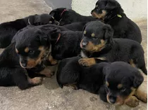 Cachorros Rottweiler 100% Puros