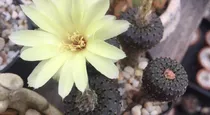 Frailea Phaeodisca Cactus Exótico Astrophytum Echinocactus 