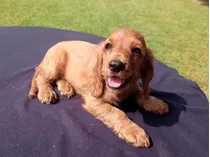 Cachorros Cocker Spaniel Inglés, Padre Importado Argentino