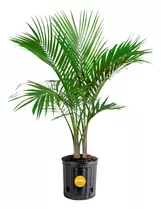 Plantas Artificiales  Costa Farms Majesty Palm Planta Viva,