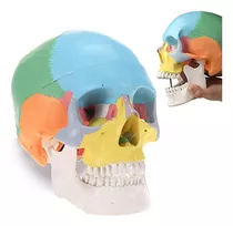 Modelo Anatómico De Cráneo Humano, Herramienta Cientã...