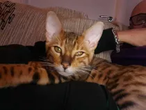 Gatitosbengal Bengali No Siames No Persa Ni Exotico