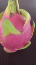 50 Esquejes De Pitahaya(h.andatus)enormes