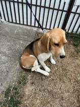 Se Vende Beagle