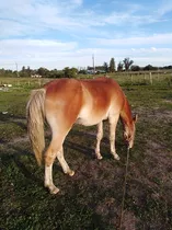 Caballo Potro