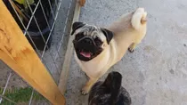 Pug Carlino Para Monta Rivera Con Pedegree