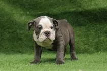 Cachorro Bulldog Ingles