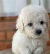  French Poodle Mini 150c/u Hermosos Y Puros