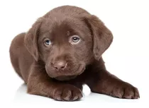 Cachorro Labrador Chocolate 08