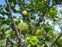 Arbolitos De Naranja Agria