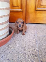 Cachorro Salchicha Teckel Macho Y Hembra 