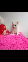 Cachorros Pomerania Disponible Hembras Y Machos 